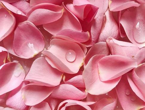 several rose petals