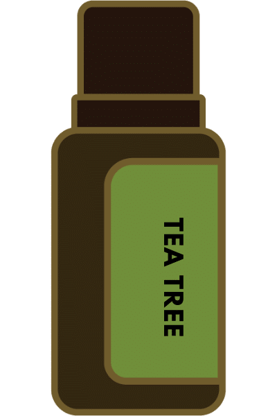 Essential oil tea tree