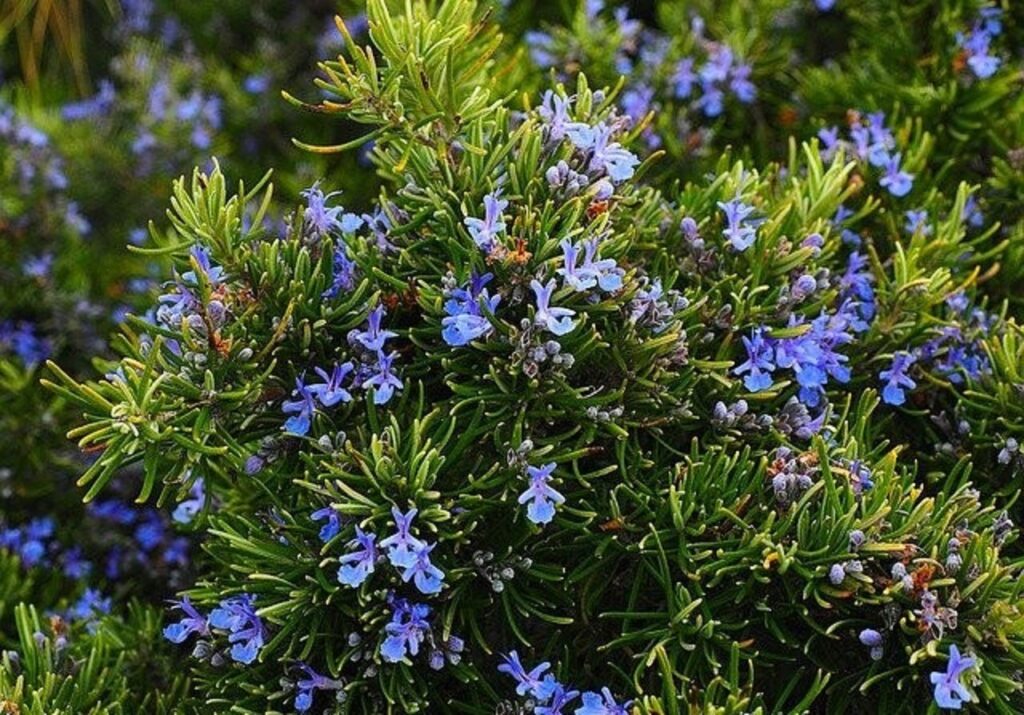 Rosemary bush with violet flowers