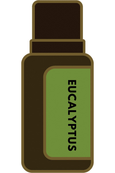 Essential oil eucalyptus